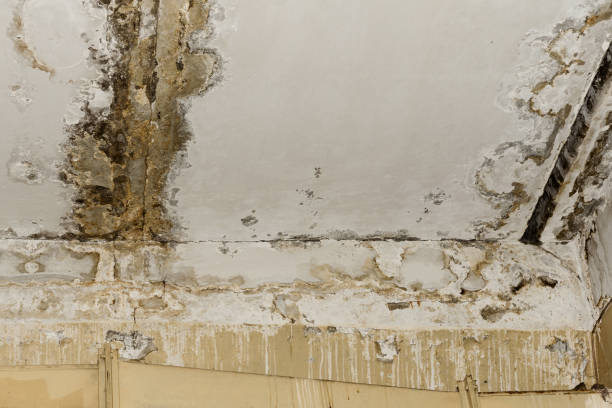 Best Water damage restoration services  in Mattawan, MI